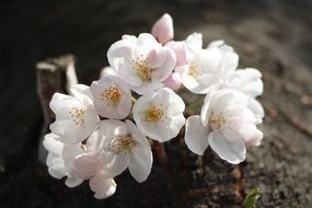 white cherry blossom in april