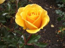 beautiful yellow roses in the garden in front of the house