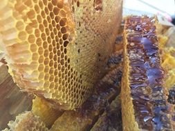 tasty Soil Honey The Original Ecology