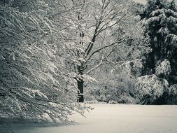 winter magic in the forest