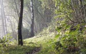 Atmosphere in the forest