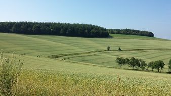 Beautiful landscape with green and yellow fields and green trees