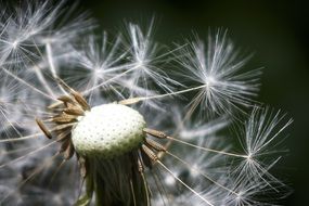 elegant Dandelion Flowers