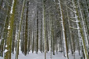 Winter tree Forest