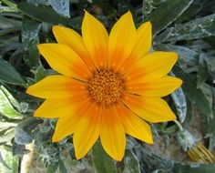 Gazania, open Yellow Flower