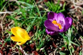 Purple crocus in spring time