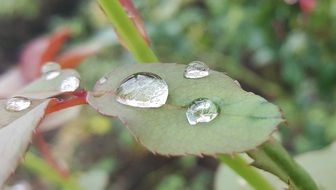 raindrops on a green leaf of rose