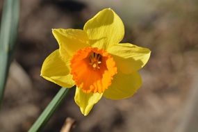 Flower Spring Easter