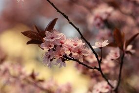 Spring garden, cherry in bloom