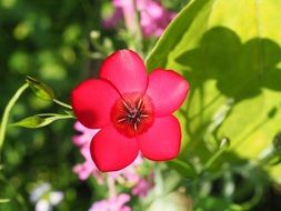 red flower with fragile petals in the sunlight on a blurred background