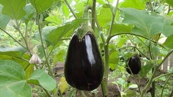 black eggplant in a greenhouse