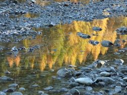Golden Autumn forest mirroring on water