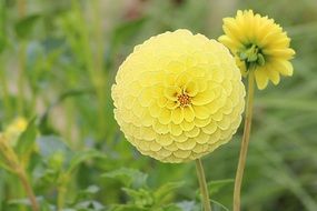 yellow dahlia blossoms