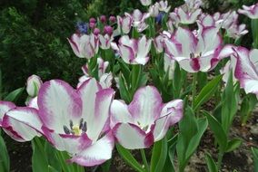 Tulip flowers in spring