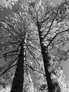 Black and white photo of the tall trees