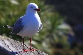 Seagull, Beach, Sea on a blurred background