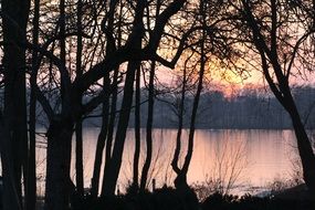 silhouettes of trees near the lake during sunset