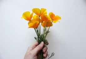 bouquet of orange poppies