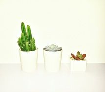 succulents in white flower pots