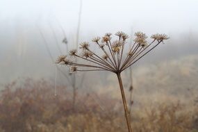 cobweb on the wild plant