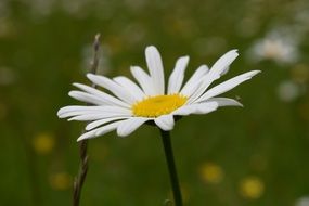 white daisy on a background of green meadow