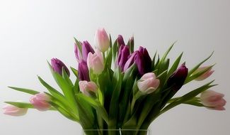pink and purple tulips in a glass vase