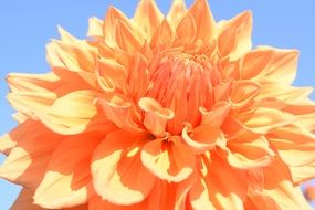 dahlia against the sky