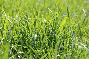 closeup view of tall green grass in the sunlight