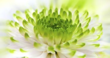 chrysanthemum with white-green petals close-up