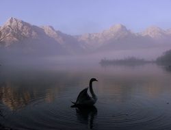 swan in a foggy mountain lake