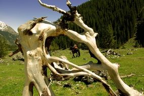 twisted dry wood on the background of the fores