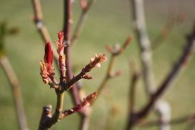 Tree Spring Nature