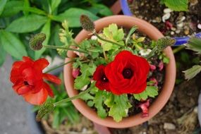 red flower in a clay pot