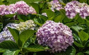 Lilacs flowers in a garden
