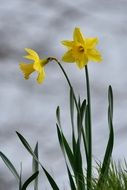 two Yellow Daffodils in bloom