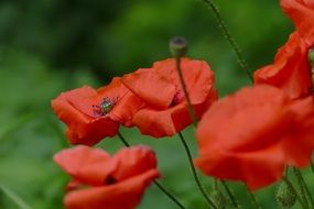 many red poppies close up