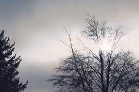 landscape of Trees in Back Light and Clouds