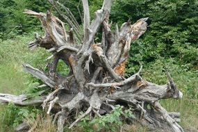 Picture of large Roots