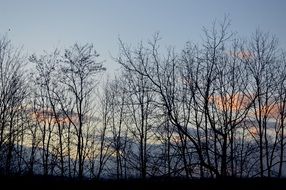 autumn forest landscape at dusk