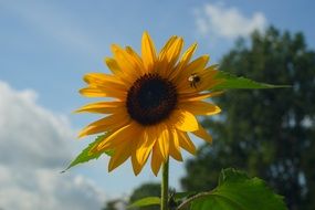 insect on a bright sunflower in the sun
