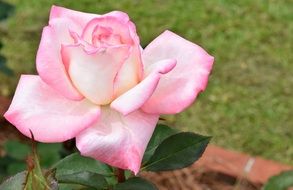 pale pink rose in the garden close up