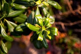 Picture of green plants in Qingdao