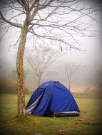 blue Camp Tent near Tree in Forest
