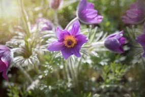 pasque flower bloom