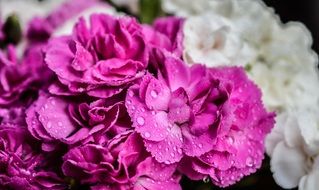 drops of water on pink and white clove buds close-up on blurred background