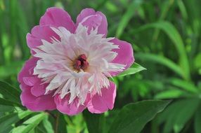 pink white peony