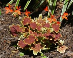 Hybrid Variegated Geranium