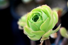 pale green fleshy plant close up