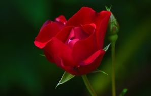 burgundy rose with buds close up