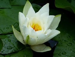 white Water Lily with rain drops